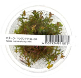 ADA 迷你紅蝴蝶 Rotala Macrandra sp. Mini IC438